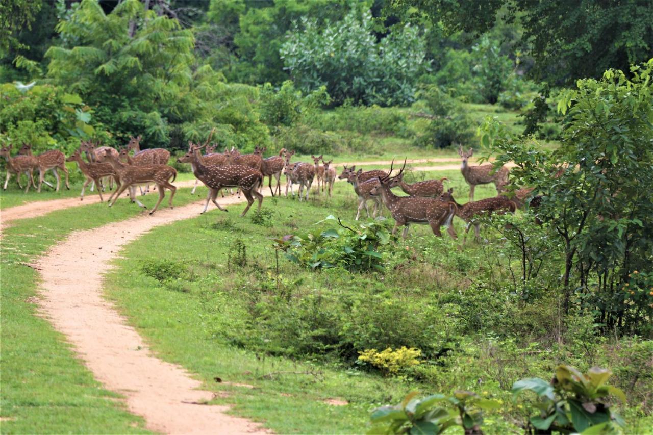 Yala Safari River View Hotel Tissamaharama Zewnętrze zdjęcie